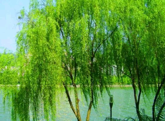 联机全球发布向长贵作品欣赏（图9）