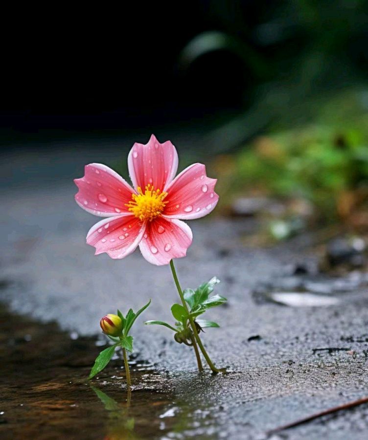 道 ‖ 作者/芙蓉婉儿 朗诵/冰蓝（图11）