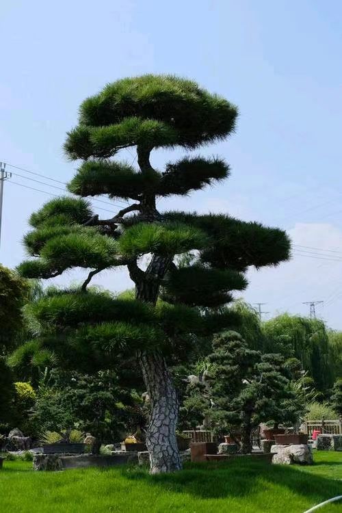 散文-劝君游览高碑店市植物园~作者||王坤(图17)