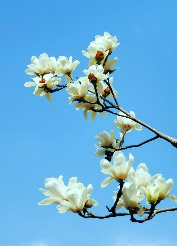 赞玉兰～诗||孙丙辉（图9）