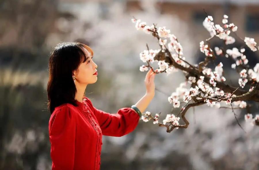 万里春-咏桃花（组合）词||旗袍（图15）
