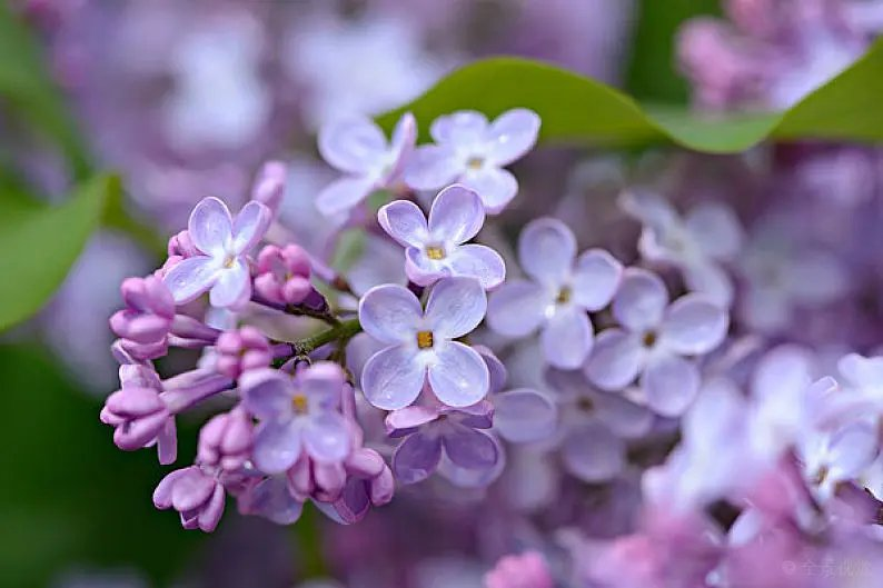 画堂春-又是一年桃花开(组合)词||李振林(图12)