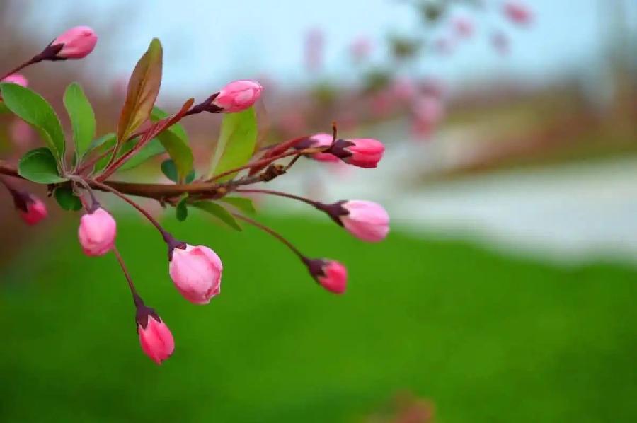画堂春-又是一年桃花开(组合)词||李振林(图14)