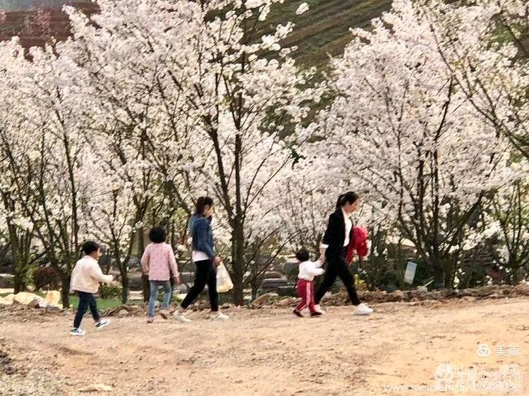 春花吟：七绝（五首）（图2）