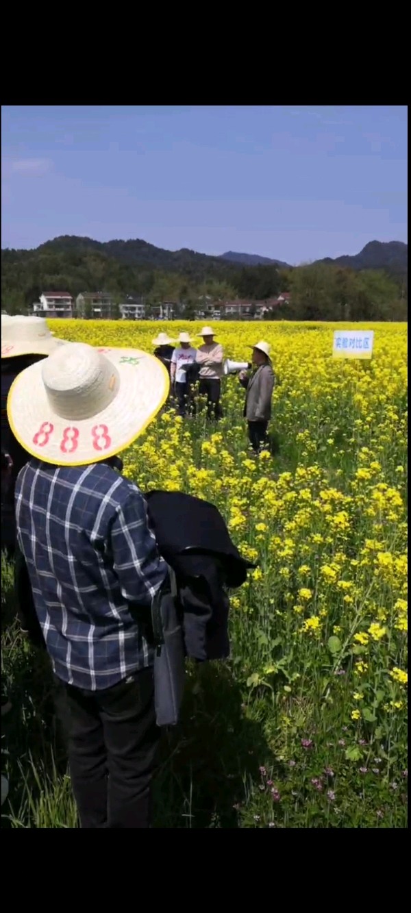 春花吟：七绝（五首）（图3）