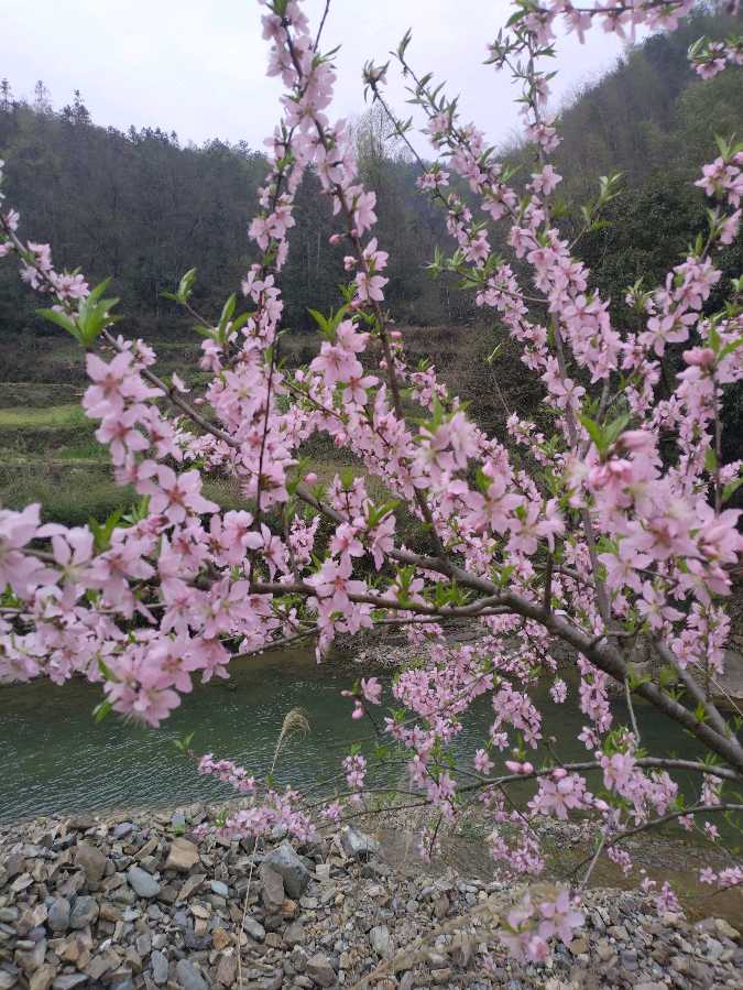 春花吟：七绝（五首）（图5）