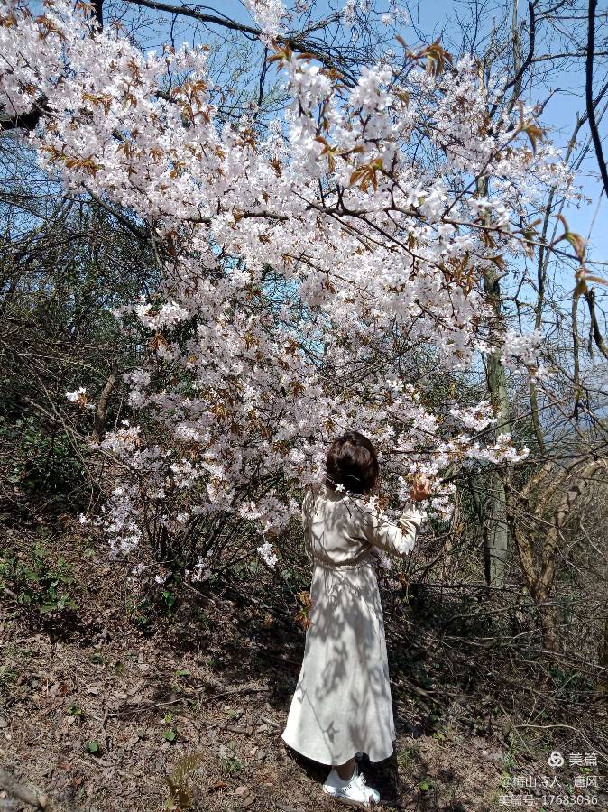 春花吟：七绝（五首）（图4）