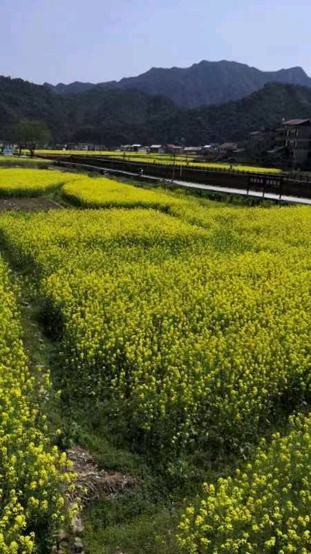 春花吟：七绝（五首）（图7）