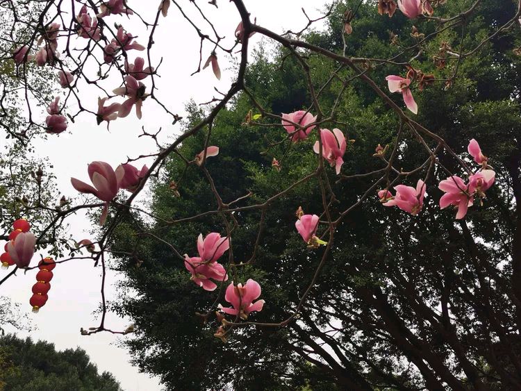 【雾都山城】之五《动物园里观国宝 和谐珍惜近交流》主播 :箫笳 ;编辑 : 箫笳 【运河情】(第1163)(图7)