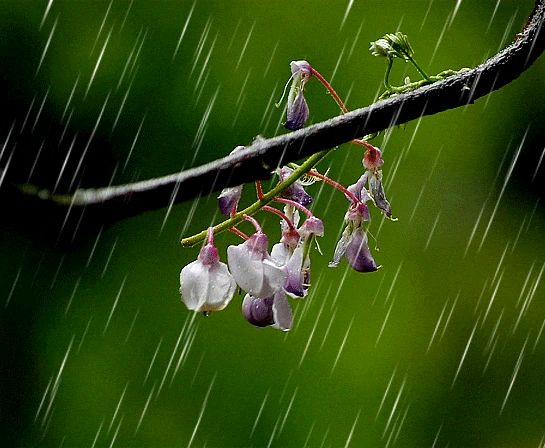 《春雨潇潇》作者/卢进国 主播/看海 编辑/海纳百川【中国长江文学社】有声文学平台【第8227期】（图5）