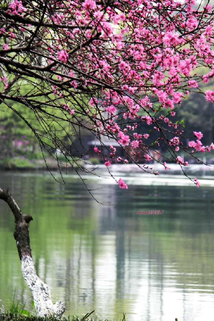 阳春三月（文/陈守邦）……莲叶之珠文学社（图3）