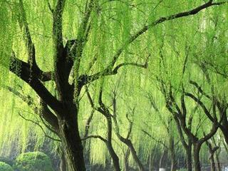 三人行2024第十四期诗刊—北京头条（图28）