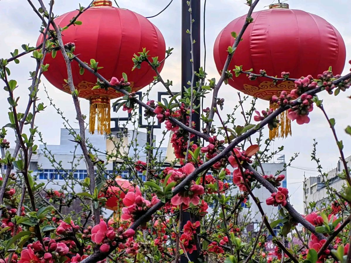《梅花三弄“七绝，七律'》作者：龙游天下。配乐：记录解说《梅花三弄七绝七律》[中国现代诗歌文化传媒]（图8）
