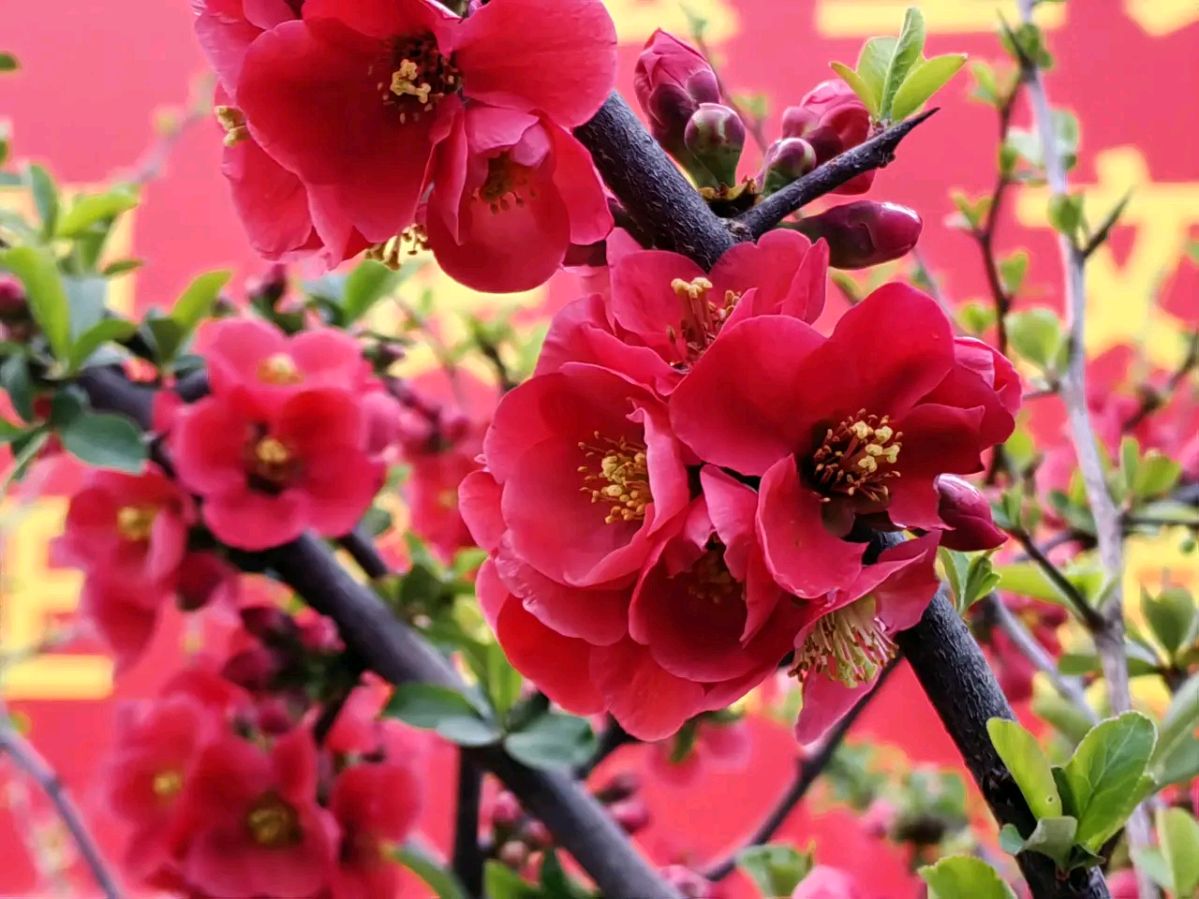 《梅花三弄“七绝，七律'》作者：龙游天下。配乐：记录解说《梅花三弄七绝七律》[中国现代诗歌文化传媒]（图9）
