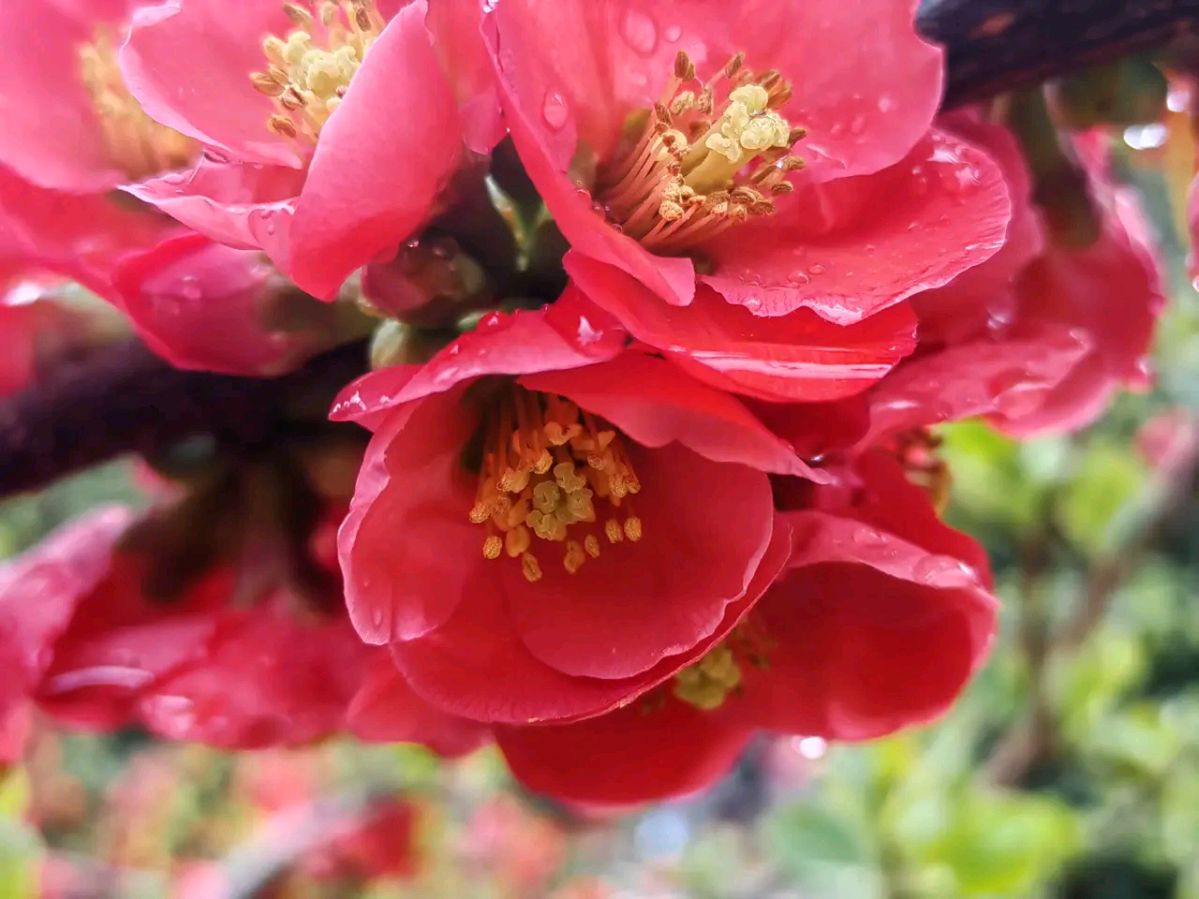 《梅花三弄“七绝，七律'》作者：龙游天下。配乐：记录解说《梅花三弄七绝七律》[中国现代诗歌文化传媒]（图7）
