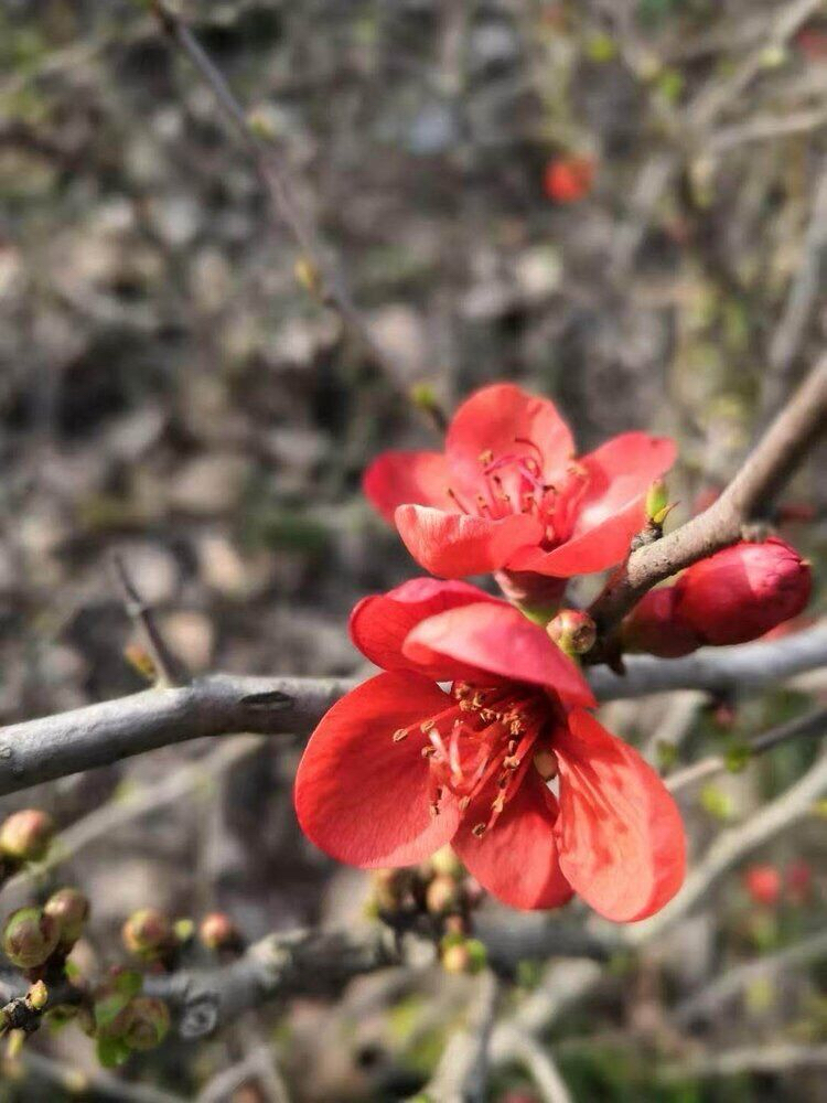 报春（图2）