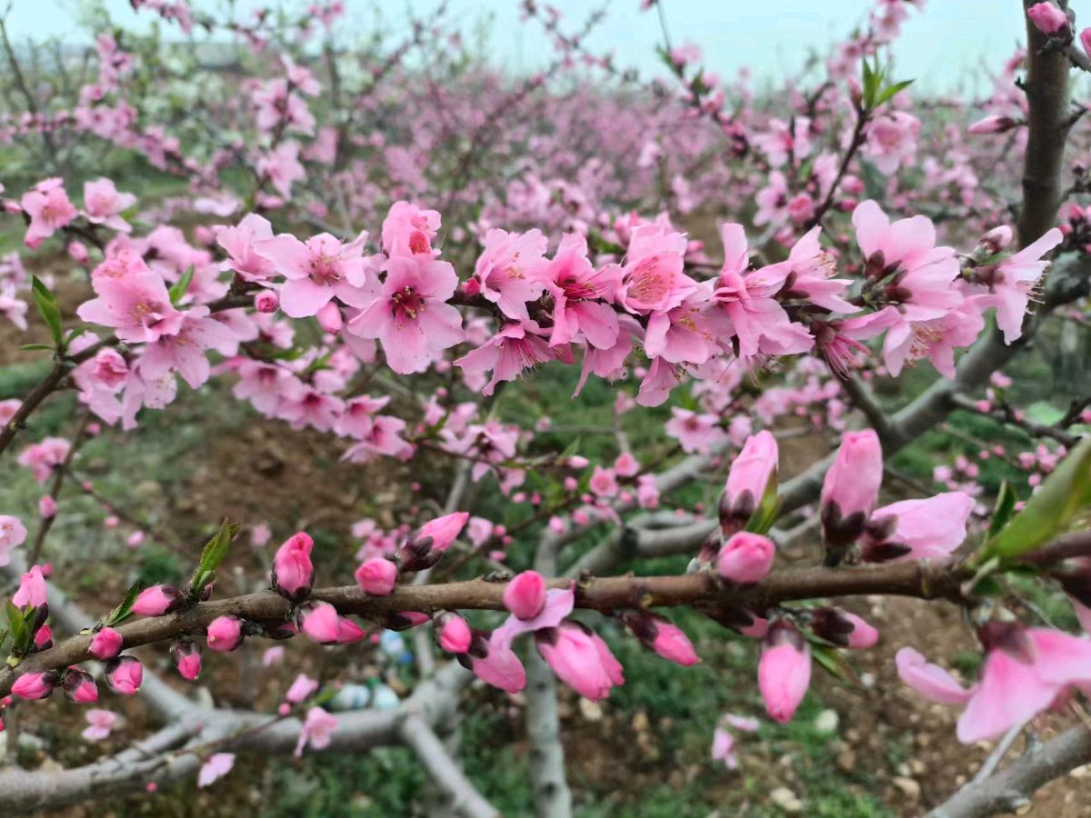 魏泽奇的《春游》