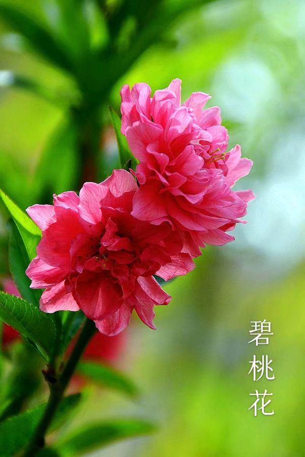 韩庚的《碧桃花》