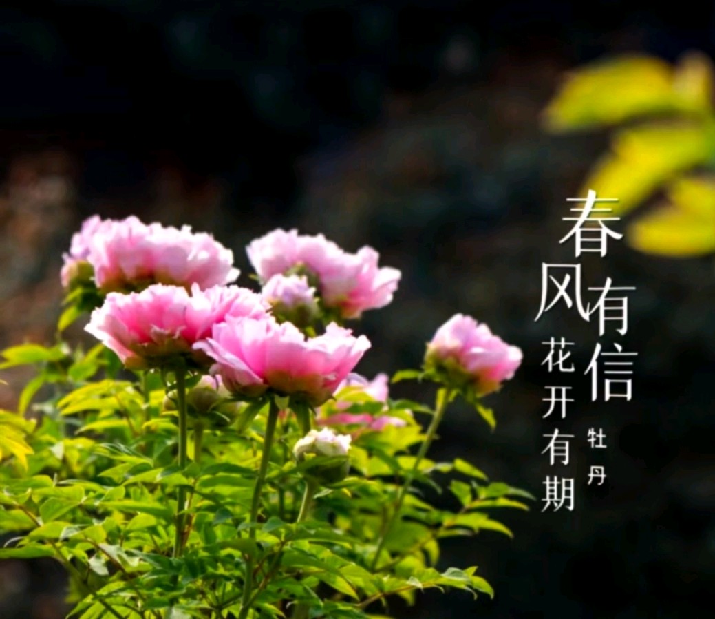 一路芬芳