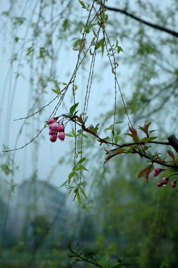 请欣赏海纳百川 叶子两位主播倾情朗诵王杰云老师的作品《三月的风》外二首 编辑//海纳百川【中国长江文学社】有声文学平台【第8238期】（图4）