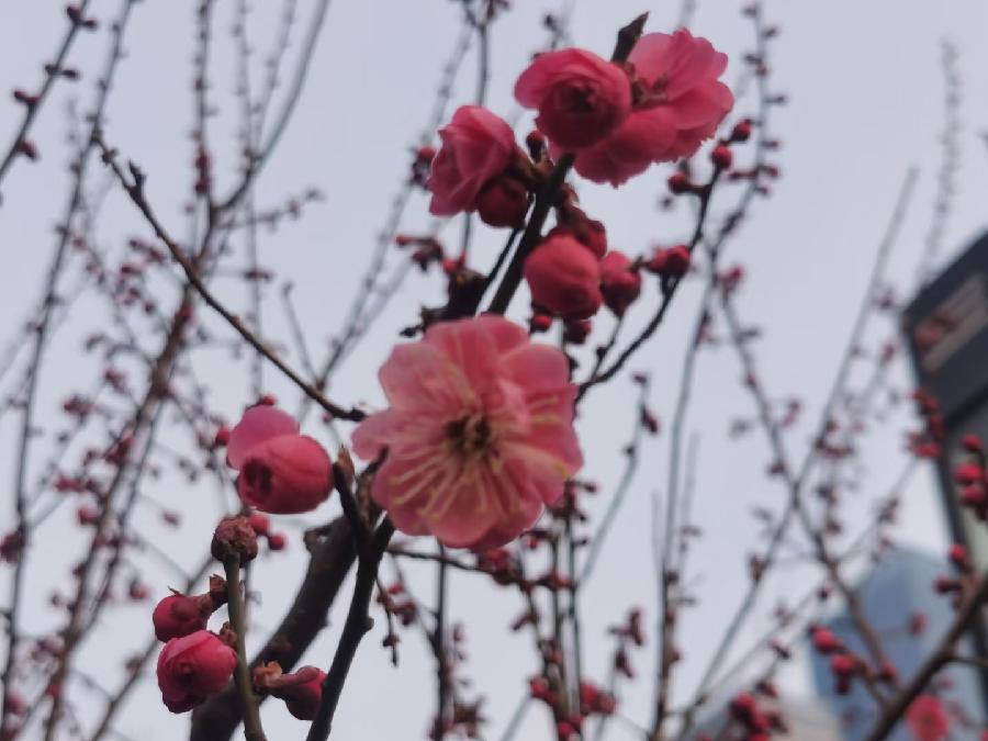 岸芷汀兰文学社第27期(图3)