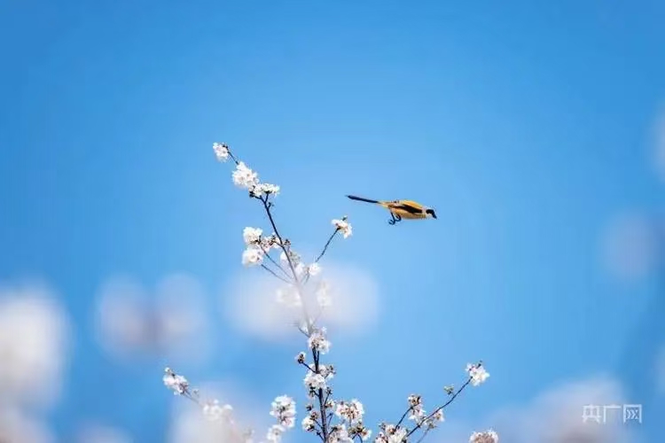清平乐·暖阳晴风启清明（文/许碧霞）……莲叶之珠文学社（图3）