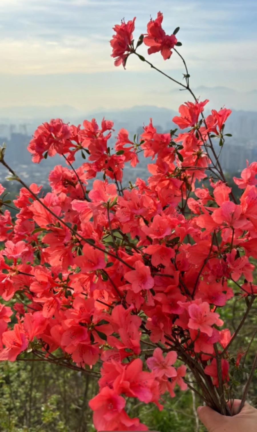 壶山清明即事｜古 梁