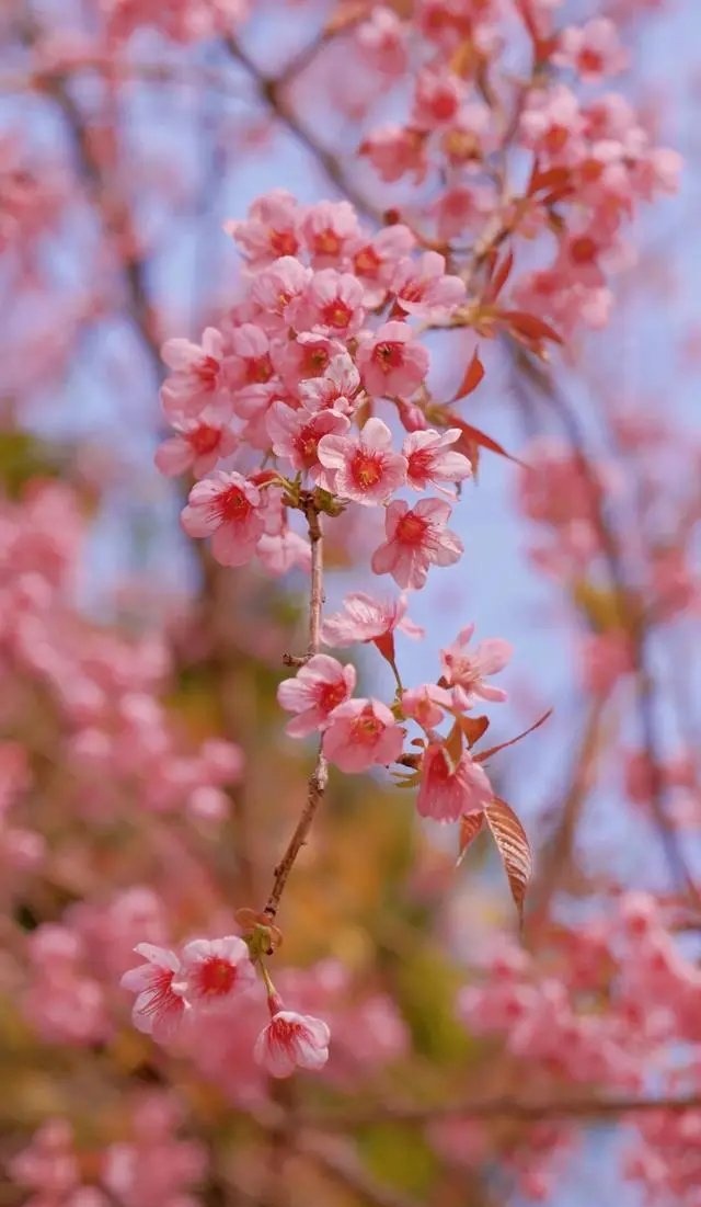 樱花吟怀(外二首)诗||于兴庆(图8)
