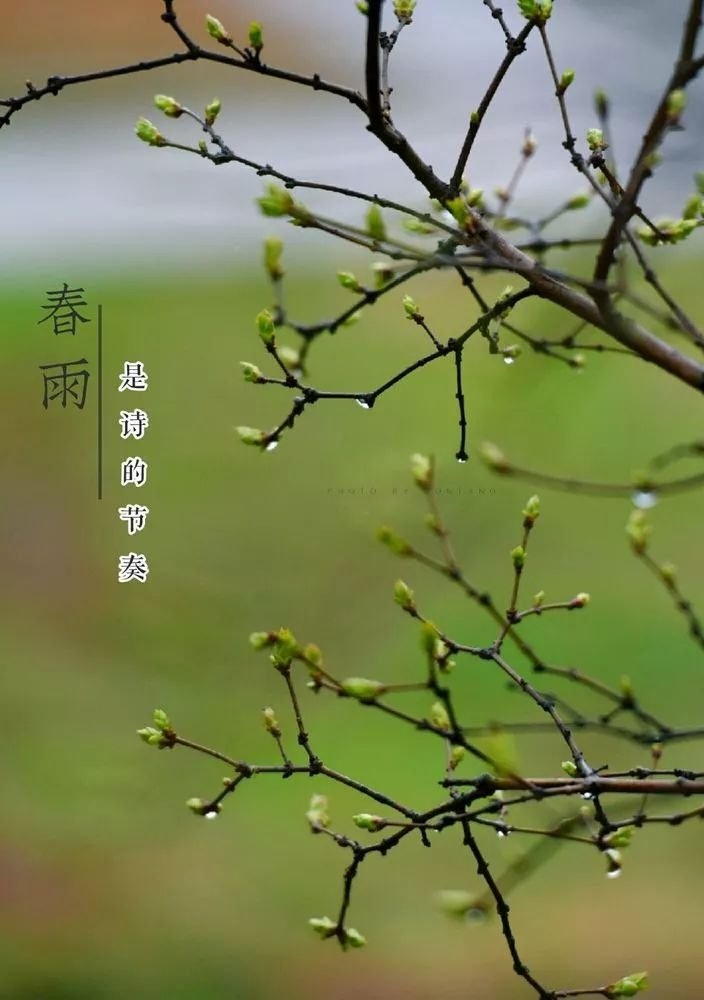 如梦令-春雨（组合）词||李振林（图9）
