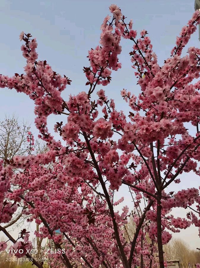 现代诗 百花拥春文/虞慧（江西）（图2）