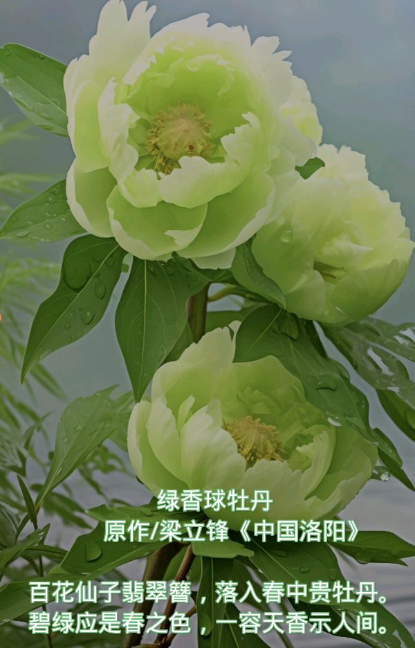 绿香球牡丹 原作/梁立锋（图2）