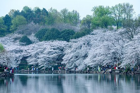 樱花吟怀(外二首)诗||于兴庆(图16)