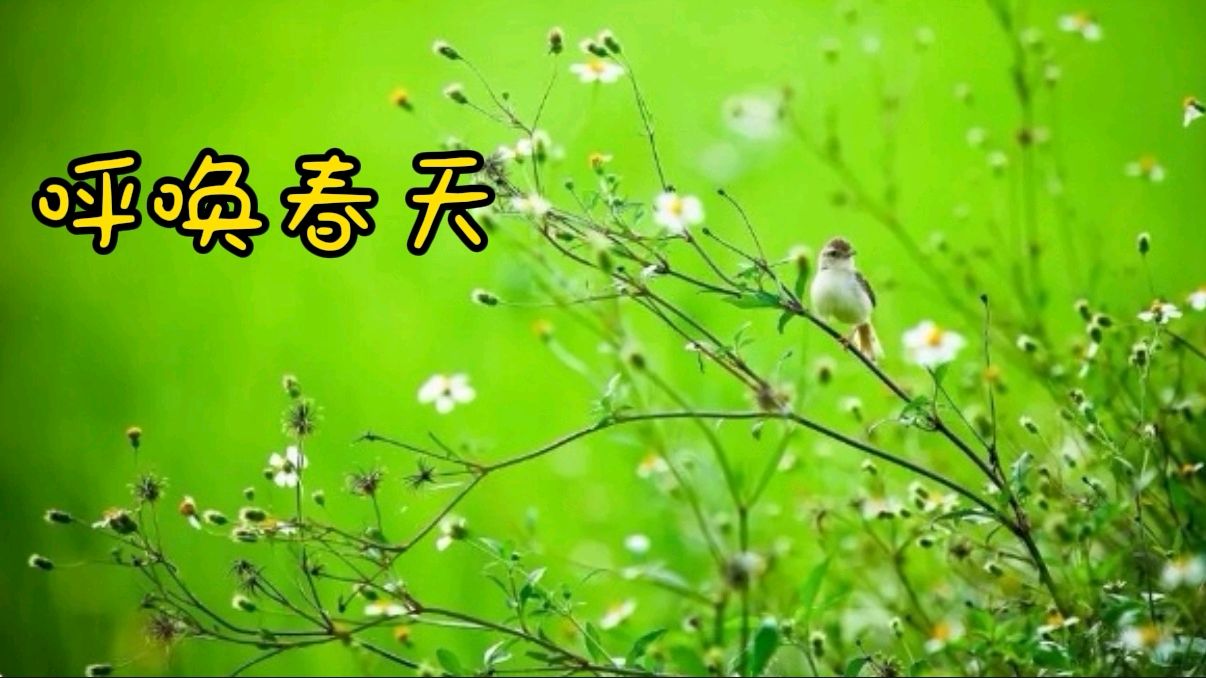《呼唤春天》作者/春光无限 诵读/木子 编辑制作/青青【花雨馨声】第603期（图7）