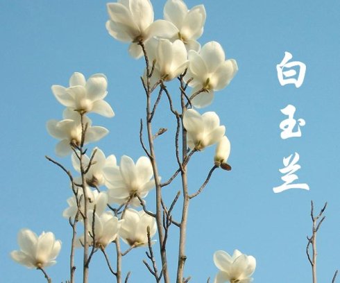 阮郎回·赏白玉兰（陈守邦）……莲叶之珠文学社（图3）