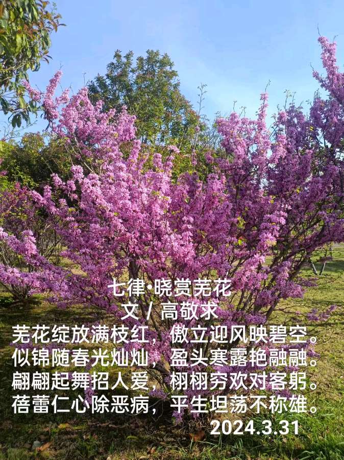 《七律 · 晓赏芜花》文/高敬求（图2）