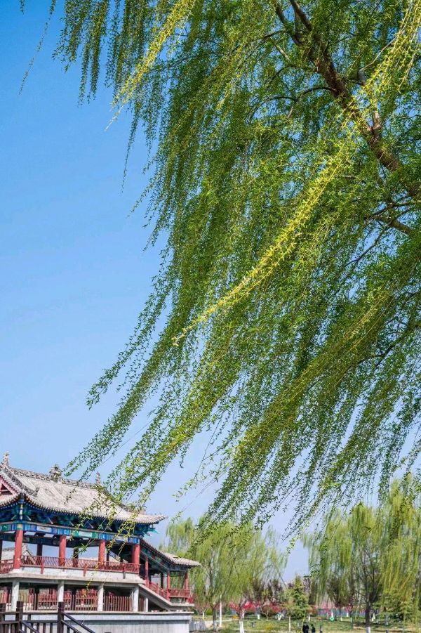 寻觅春天（三）（图4）
