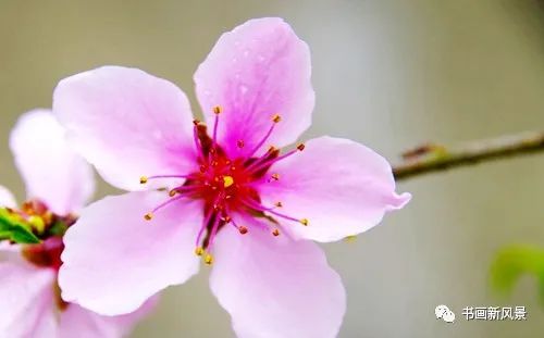 【名家精品】桃花//文:水云居士(河南.三门峡)//《华夏诗词》征稿//都市头条(图5)