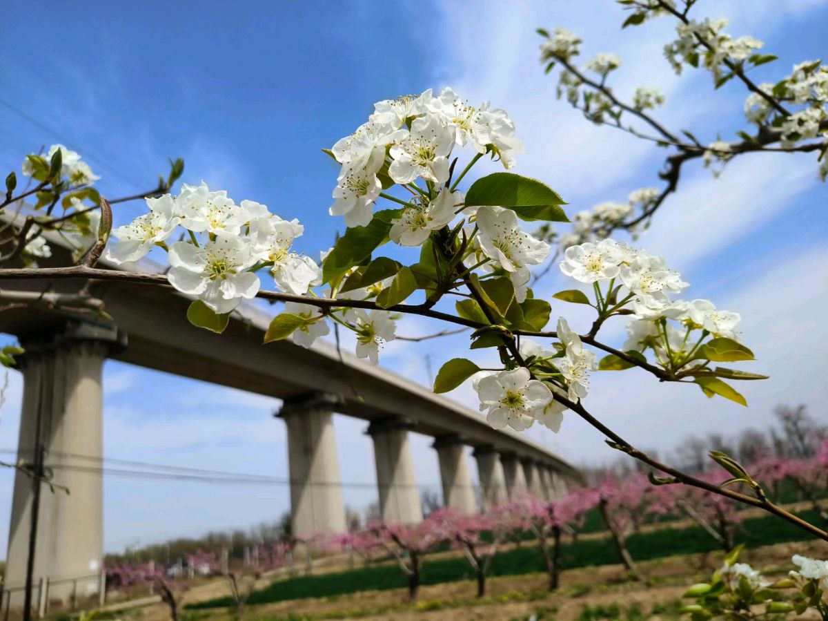 清明思亲(图4)