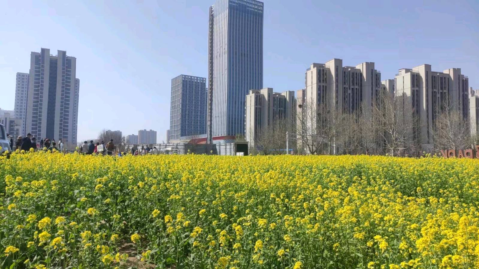 遇见远山群聚赏油菜花有感《仄韵.七古》刘锁海（图3）