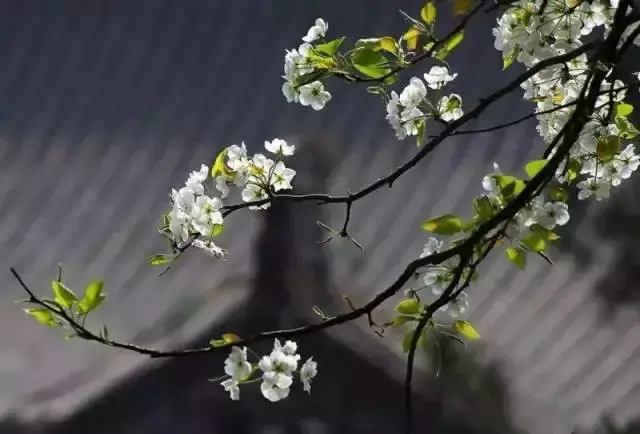 清明祭（图5）