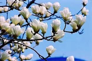 七律-咏白玉兰～诗||雅轩琴韵（图14）