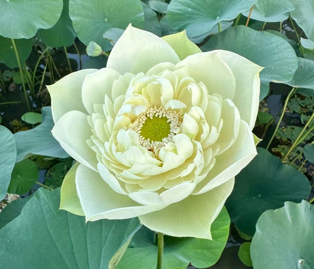 荷 花