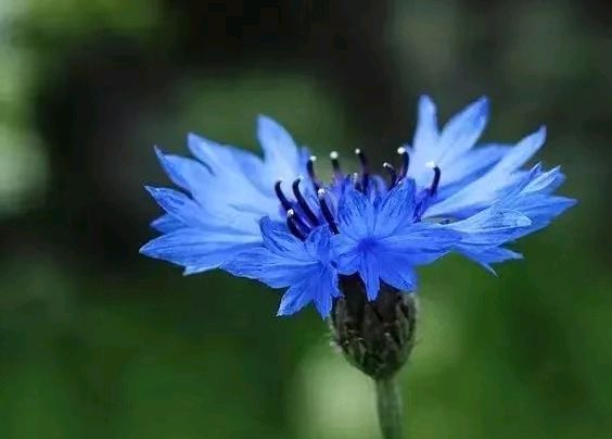 荷 花（图2）