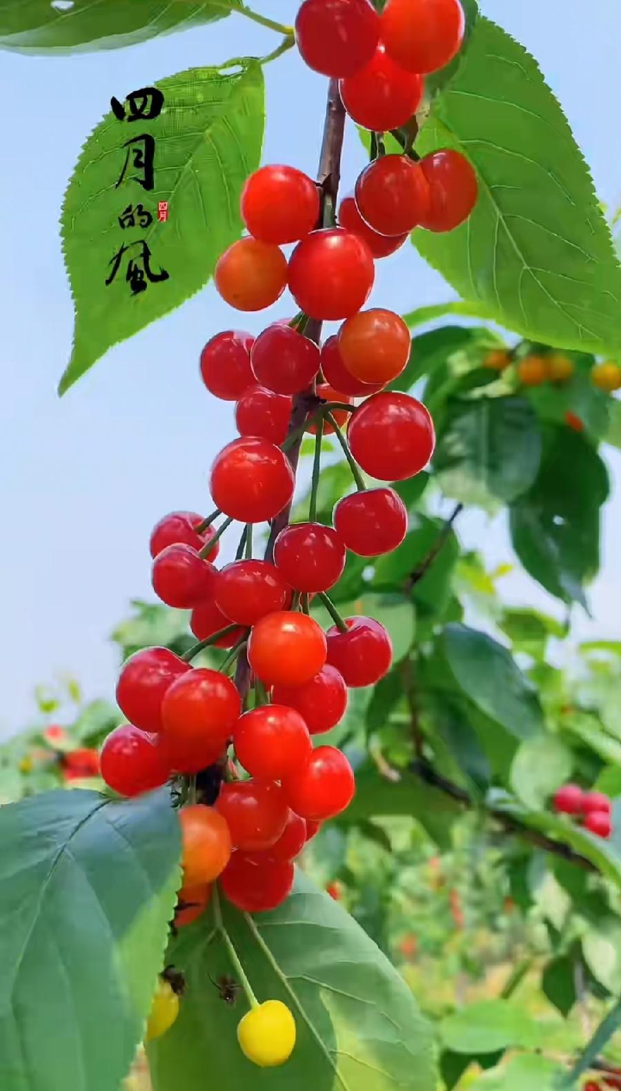 阳光闪耀希望（组合）诗||一农（图16）