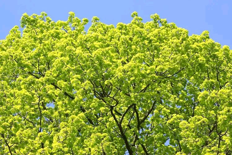 《七绝 咏榆钱》作者/杨子钦（图2）