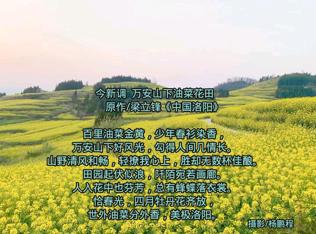 今新调 万安山下油菜花田 原作/梁立锋