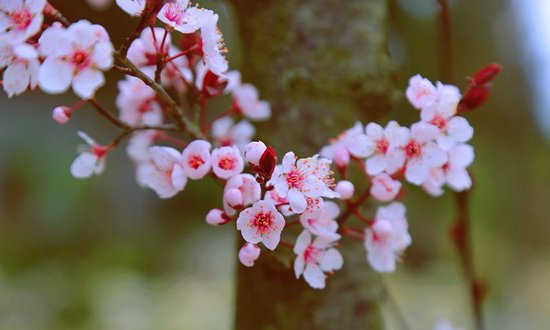石家庄市藁城区诗词协会四十一期同题诗《春暖花开》（图6）