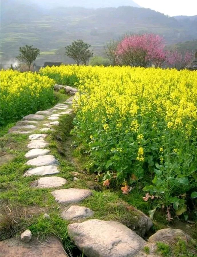 石家庄市藁城区诗词协会四十一期同题诗《春暖花开》（图9）