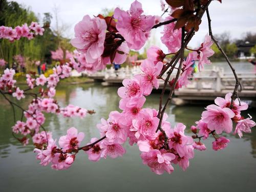 【新山东文学社】《桃花》作者/雪丰谷 主播/苏宁(图4)