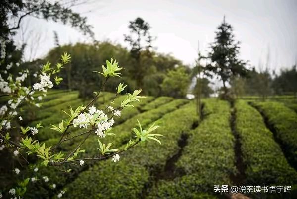 《七律现代古诗赏析》作者：刘文波。配乐：手机剪映合成《七律配音》。[中国现代诗歌文化传媒]（图7）